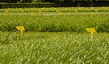 Take advantage of the latest advances in breeding by adding new varieties to your business